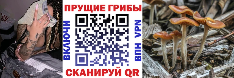 Галлюциногенные грибы прущие грибы  Купить  Темрюк 