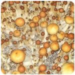 Псилоцибиновые (галлюциногенные)  грибы Psilocybin "Golden Teacher" в Темрюке